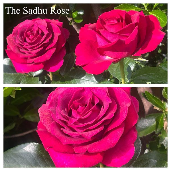 sadhu rose