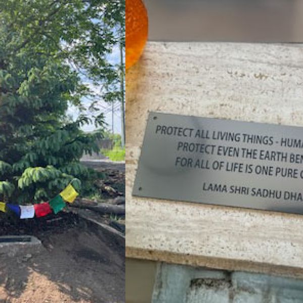 Sadhuji Tree Dedication